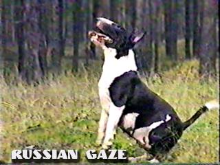 Aster Russian Gaze (    -    . )