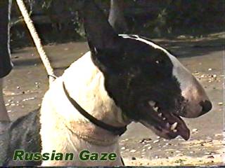 Little Hope Russian Gaze( Kaliostro Russian Gaze - Iron Maiden Russian Gaze)
