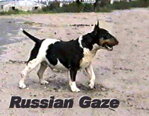 Jazzy Jocker Russian Gaze (Adamant Russian Gaze - Ira v.Krottenpful)